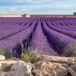 Exploring the lavender fields of Provence: best times and tips